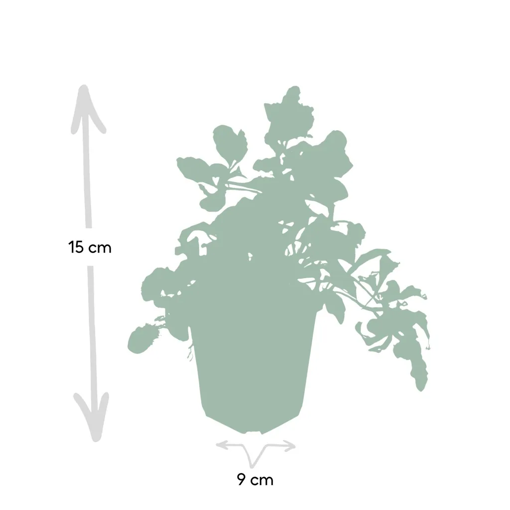Kriechender Günsel 24er-Set (Ajuga reptans) – winterharte Bodendecker-Staude, Topf-Ø 9 cm, Höhe ca. 25 cm