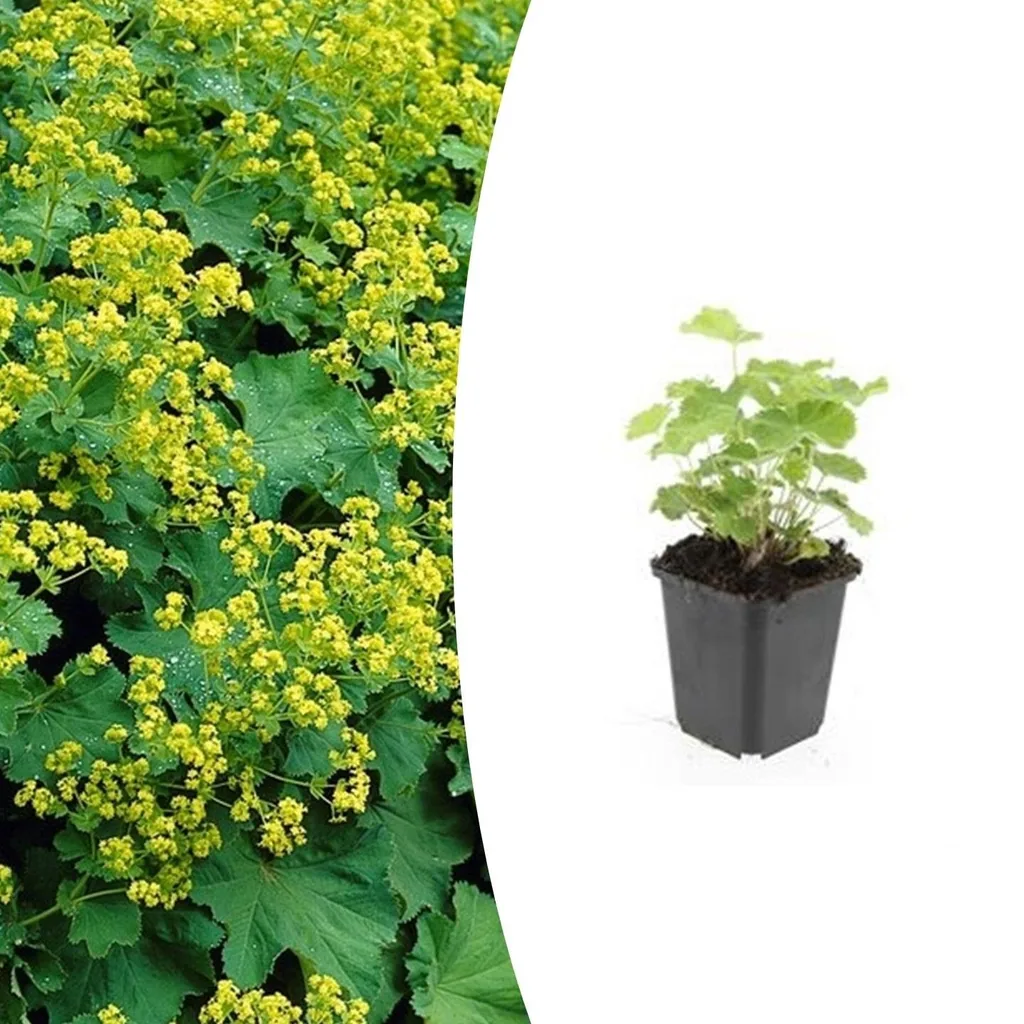 Weicher Frauenmantel 48er-Set (Alchemilla mollis) – winterharte Staude, Topf-Ø 9 cm, Höhe ca. 25 cm