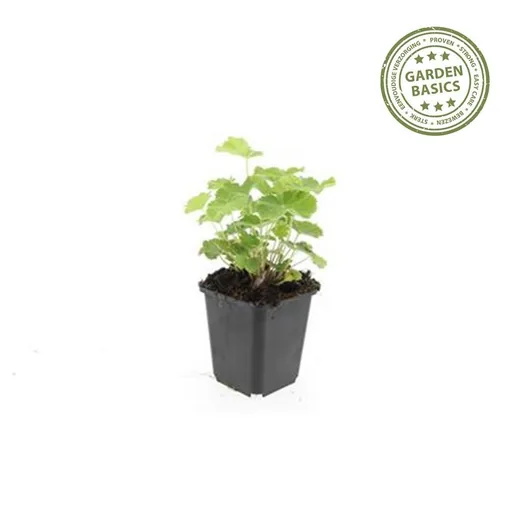 Weicher Frauenmantel 48er-Set (Alchemilla mollis) – winterharte Staude, Topf-Ø 9 cm, Höhe ca. 25 cm