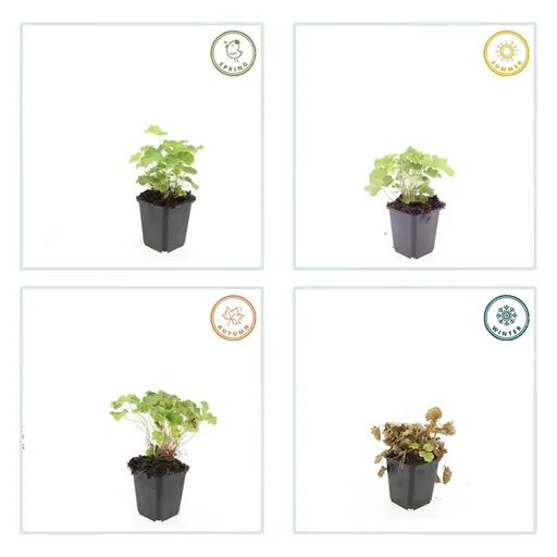 Weicher Frauenmantel 48er-Set (Alchemilla mollis) – winterharte Staude, Topf-Ø 9 cm, Höhe ca. 25 cm