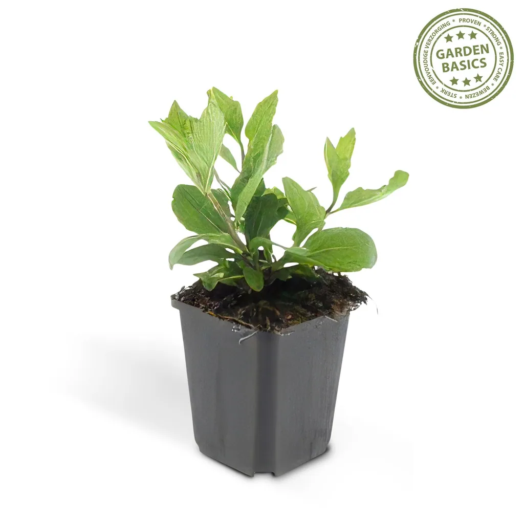 Wildaster 'Asran' 48er-Set (Aster ageratoides) – winterharte Staude, Topf-Ø 9 cm, Höhe ca. 25 cm