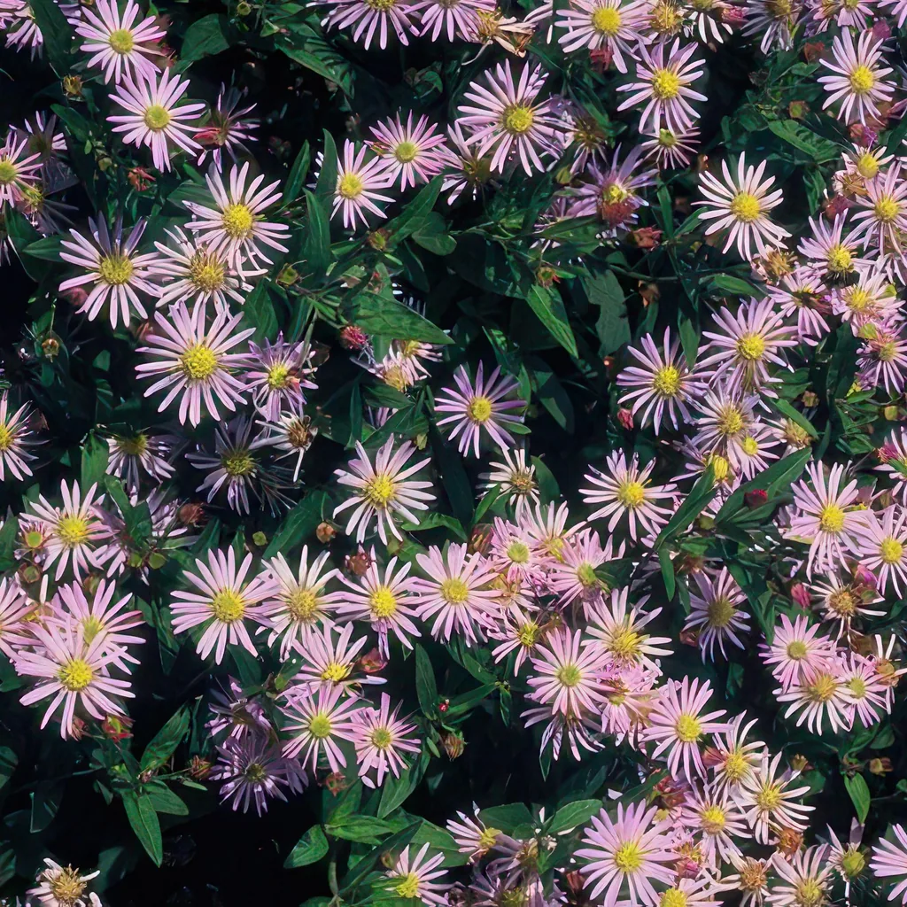 Wildaster 'Asran' 48er-Set (Aster ageratoides) – winterharte Staude, Topf-Ø 9 cm, Höhe ca. 25 cm
