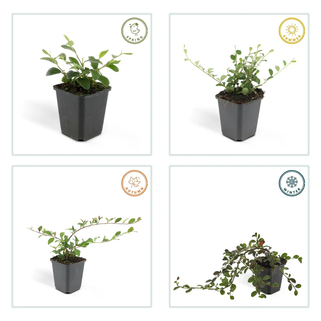 Teppich-Zwergmispel 'Major' 48er-Set (Cotoneaster dammeri) – winterharter Bodendecker, Topf-Ø 9 cm, Höhe ca. 25 cm