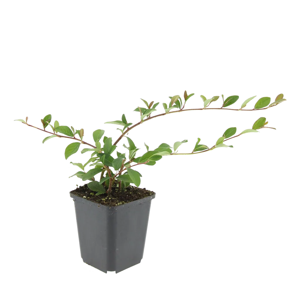 Teppichmispel 24er-Set (Cotoneaster dammeri) – winterharter Bodendecker, Topf-Ø 9 cm, Höhe ca. 25 cm