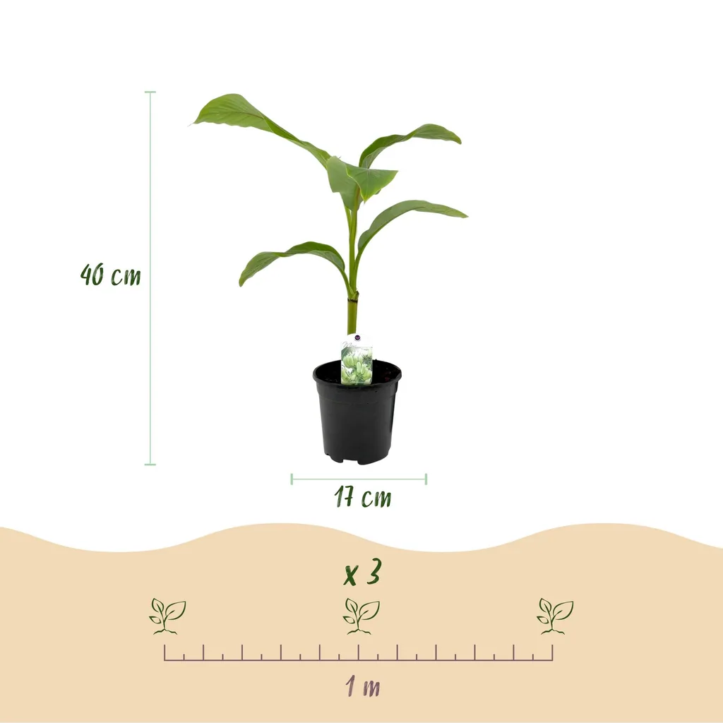 Japanische Faserbanane 2er-Set (Musa basjoo) – pflegeleichte Zimmerpflanze, Topf-Ø 17 cm, Höhe ca. 40 cm