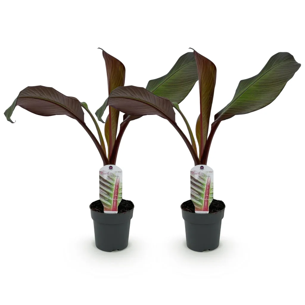 Zierbanane 'Maurelii' 2er-Set (Ensete ventricosum) – pflegeleichte Zimmerpflanze, Topf-Ø 12 cm, Höhe ca. 30 cm