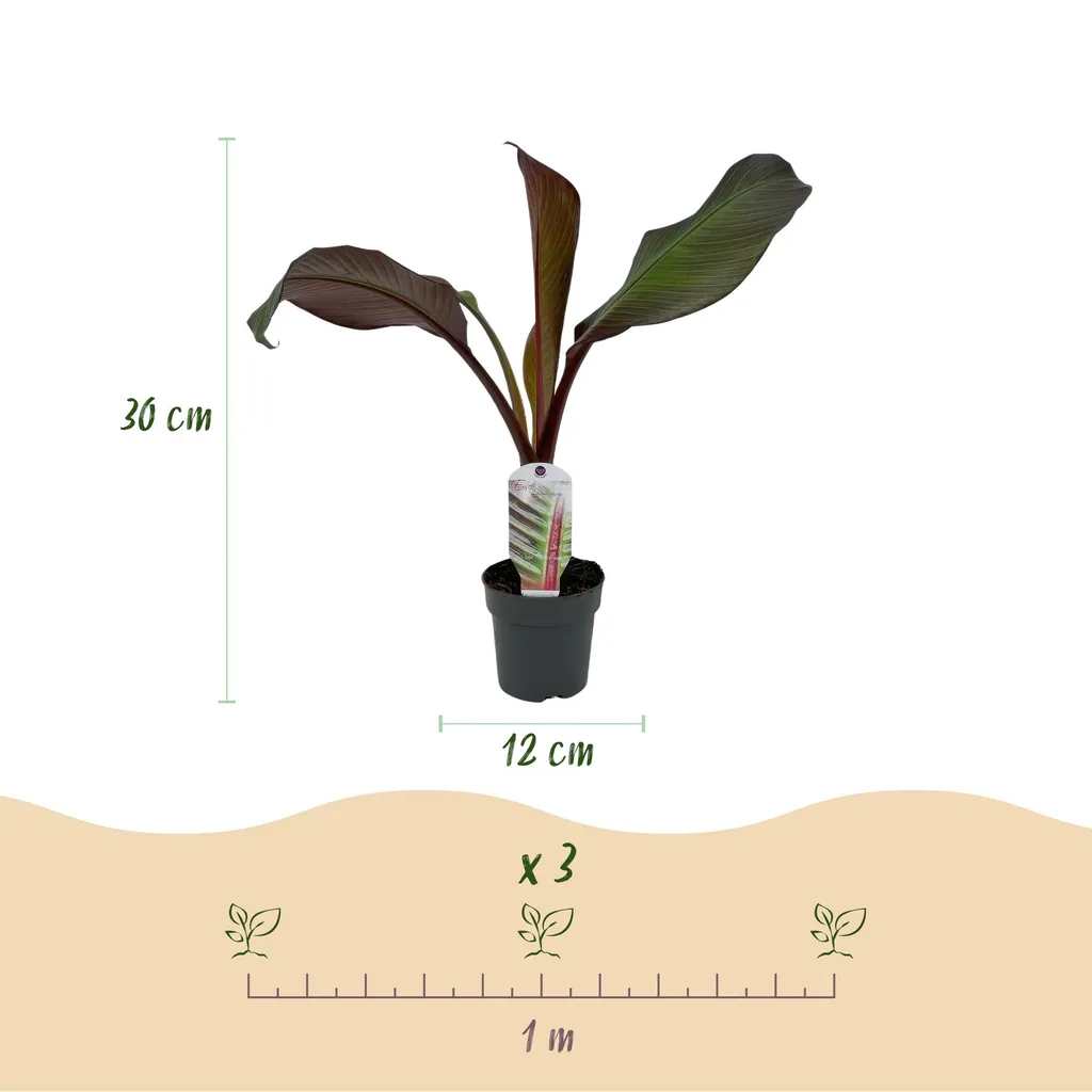 Zierbanane 'Maurelii' 2er-Set (Ensete ventricosum) – pflegeleichte Zimmerpflanze, Topf-Ø 12 cm, Höhe ca. 30 cm