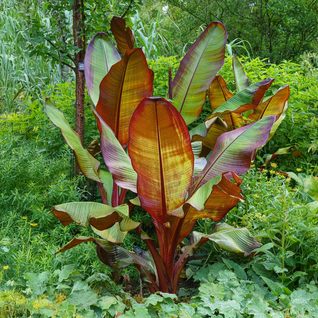 Zierbanane 'Maurelii' 2er-Set (Ensete ventricosum) – pflegeleichte Zimmerpflanze, Topf-Ø 12 cm, Höhe ca. 30 cm