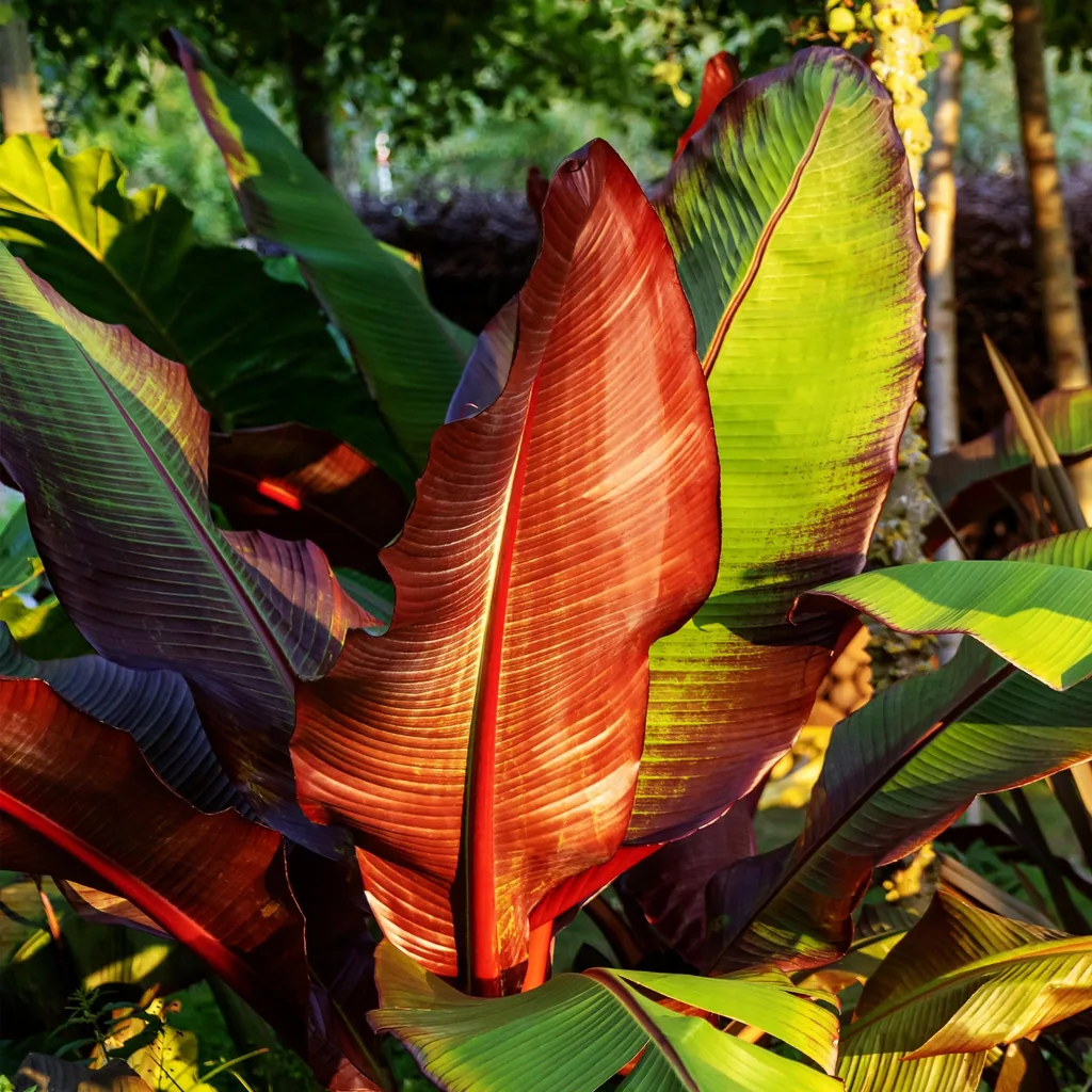 Zierbanane 'Maurelii' 2er-Set (Ensete ventricosum) – pflegeleichte Zimmerpflanze, Topf-Ø 12 cm, Höhe ca. 30 cm