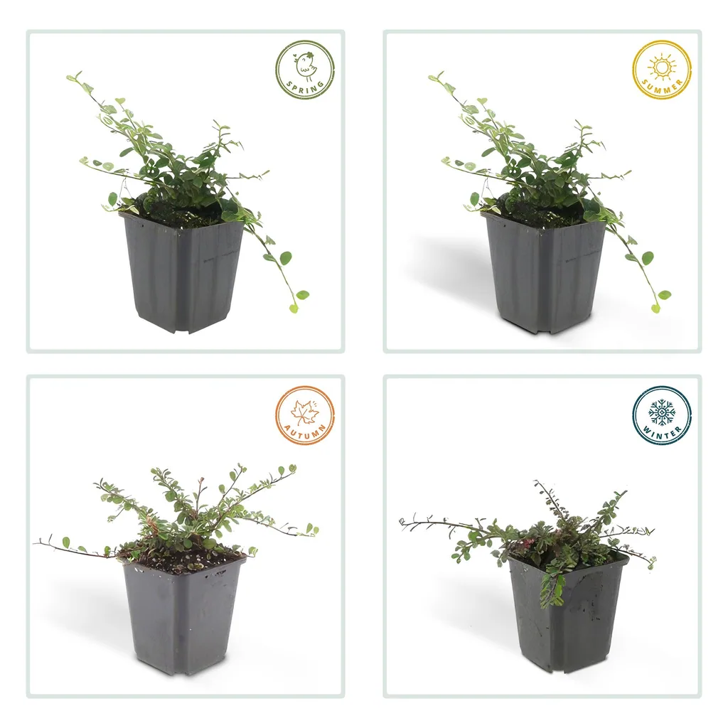 Zwergmispel 'Streib' 24er-Set (Cotoneaster dammeri) – winterharter Bodendecker, Topf-Ø 9 cm, Höhe ca. 25 cm