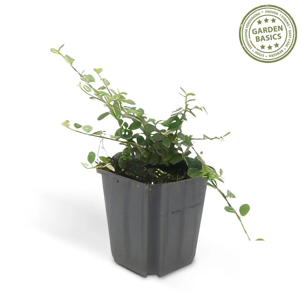 Zwergmispel 'Streib' 24er-Set (Cotoneaster dammeri) – winterharter Bodendecker, Topf-Ø 9 cm, Höhe ca. 25 cm