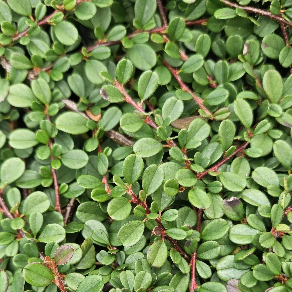 Zwergmispel 'Streib' 24er-Set (Cotoneaster dammeri) – winterharter Bodendecker, Topf-Ø 9 cm, Höhe ca. 25 cm