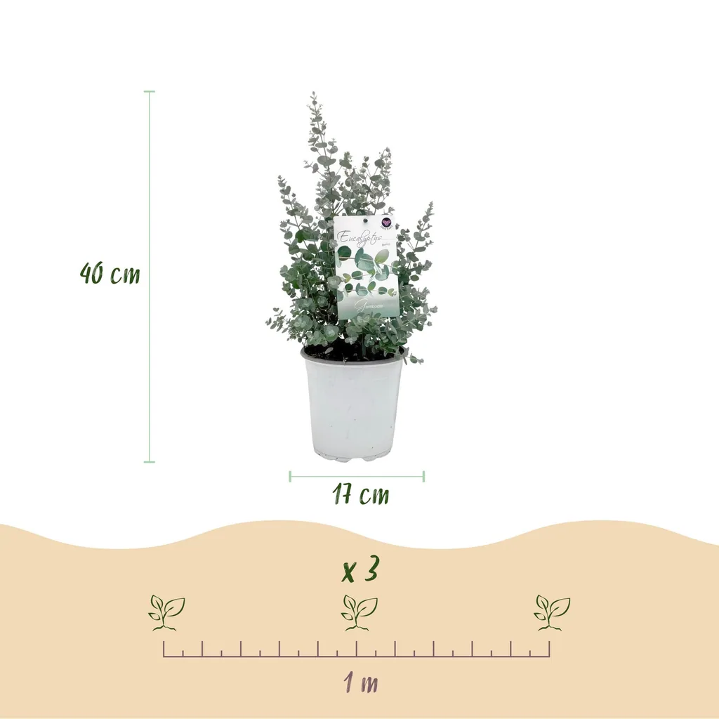 Eukalyptus 2er-Set (Eucalyptus) – bedingt winterharter Blaugummibaum, Topf-Ø 17 cm, Höhe ca. 40 cm