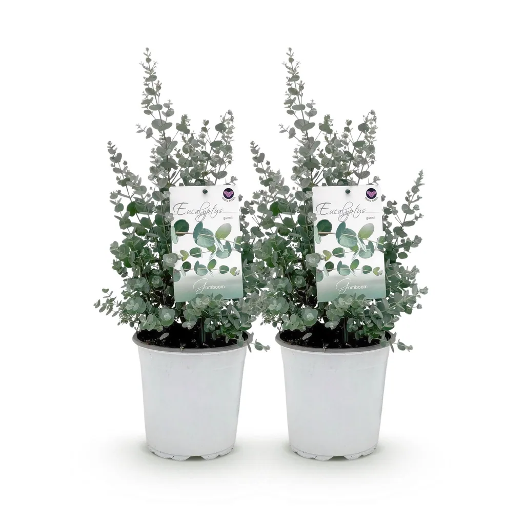 Eukalyptus 2er-Set (Eucalyptus) – bedingt winterharter Blaugummibaum, Topf-Ø 17 cm, Höhe ca. 40 cm