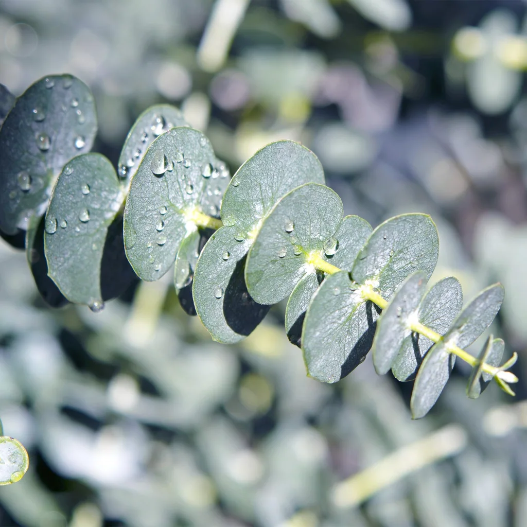 Eukalyptus 2er-Set (Eucalyptus) – bedingt winterharter Blaugummibaum, Topf-Ø 17 cm, Höhe ca. 40 cm