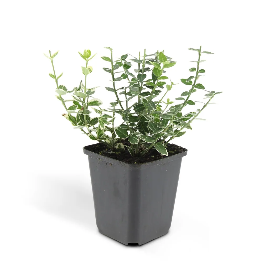 Immergrüne Kriechspindel 'Emerald Gaiety' 24er-Set (Euonymus fortunei) – winterharter immergrüner Bodendecker, Topf-Ø 9 cm, Höhe ca. 25 cm