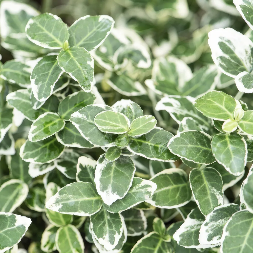 Immergrüne Kriechspindel 'Emerald Gaiety' 48er-Set (Euonymus fortunei) – winterharter immergrüner Bodendecker, Topf-Ø 9 cm, Höhe ca. 25 cm