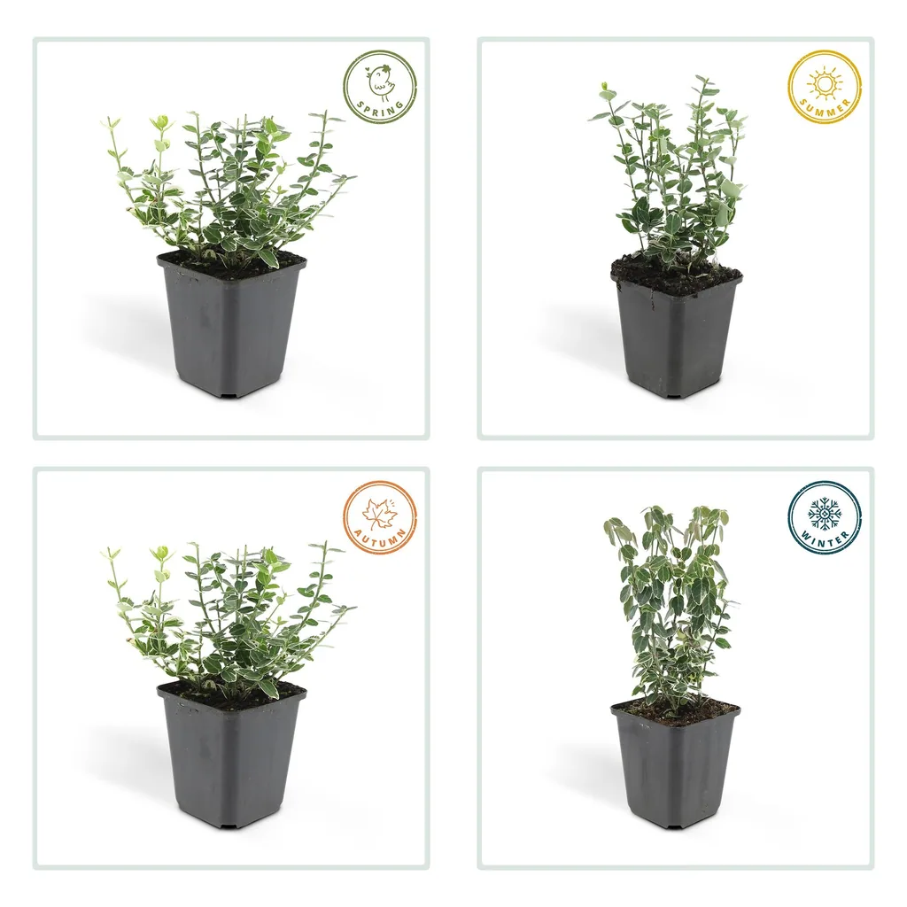 Immergrüne Kriechspindel 'Emerald Gaiety' 48er-Set (Euonymus fortunei) – winterharter immergrüner Bodendecker, Topf-Ø 9 cm, Höhe ca. 25 cm