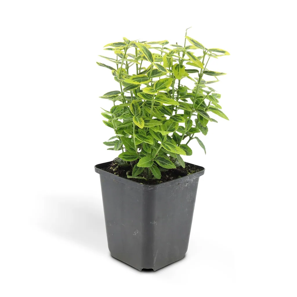 Kriechspindel 'Emerald ' 48er-Set (Euonymus fortunei) – winterharter immergrüner Bodendecker, Topf-Ø 9 cm, Höhe ca. 25 cm