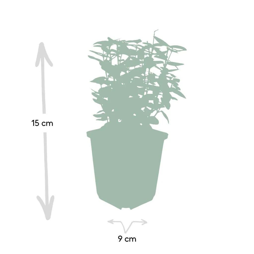 Kriechspindel 'Emerald ' 48er-Set (Euonymus fortunei) – winterharter immergrüner Bodendecker, Topf-Ø 9 cm, Höhe ca. 25 cm