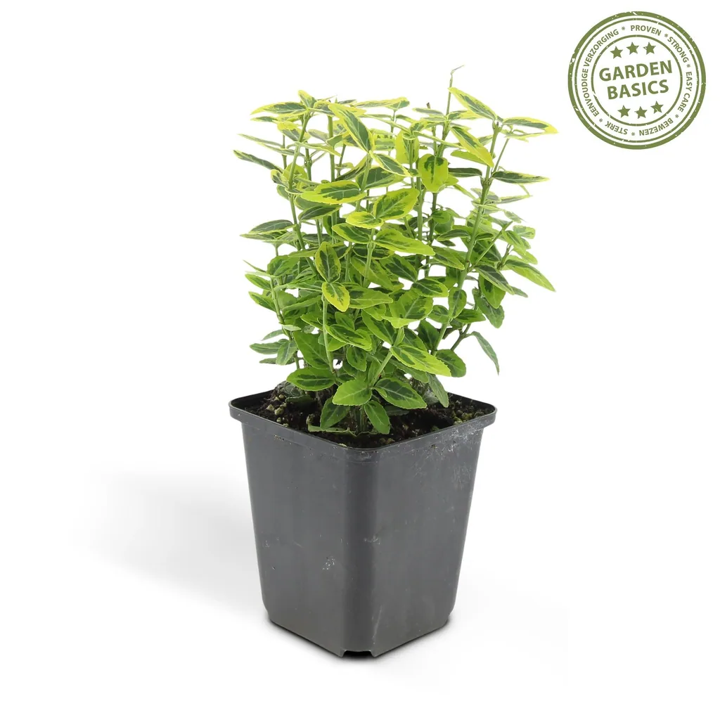 Kriechspindel 'Emerald ' 48er-Set (Euonymus fortunei) – winterharter immergrüner Bodendecker, Topf-Ø 9 cm, Höhe ca. 25 cm