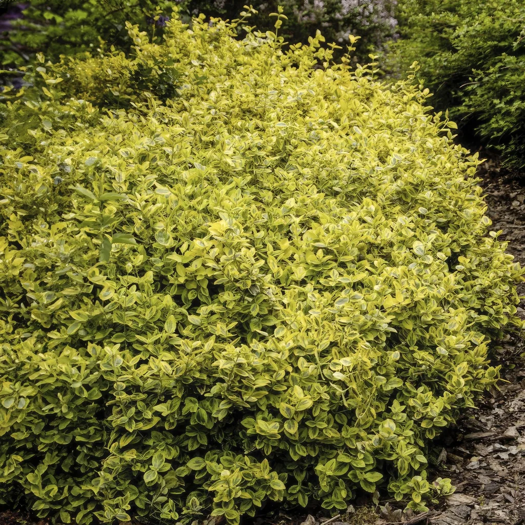 Kriechspindel 'Emerald ' 48er-Set (Euonymus fortunei) – winterharter immergrüner Bodendecker, Topf-Ø 9 cm, Höhe ca. 25 cm