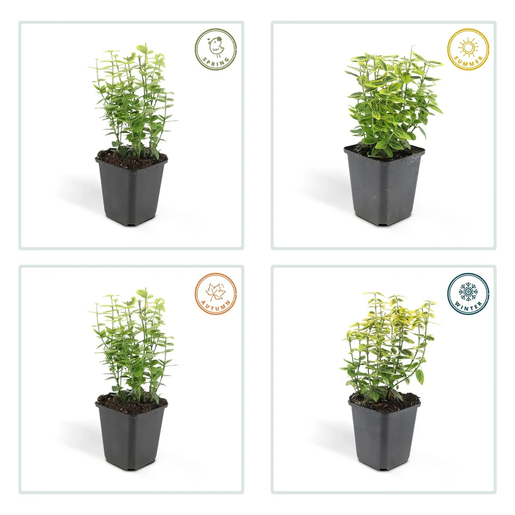 Kriechspindel 'Emerald ' 48er-Set (Euonymus fortunei) – winterharter immergrüner Bodendecker, Topf-Ø 9 cm, Höhe ca. 25 cm