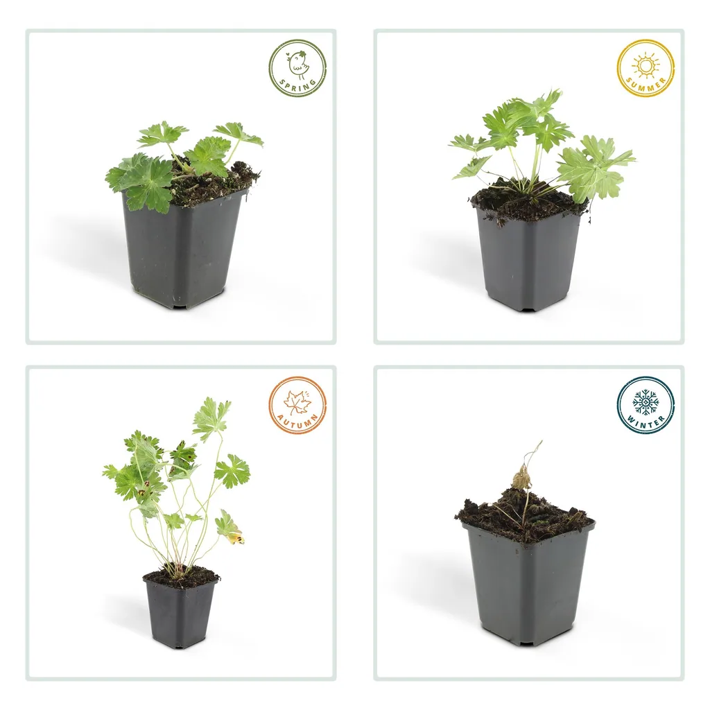 Storchschnabel 'Rozanne' 48er-Set (Geranium) – Staude, Topf-Ø 9 cm, Höhe ca. 10–25 cm