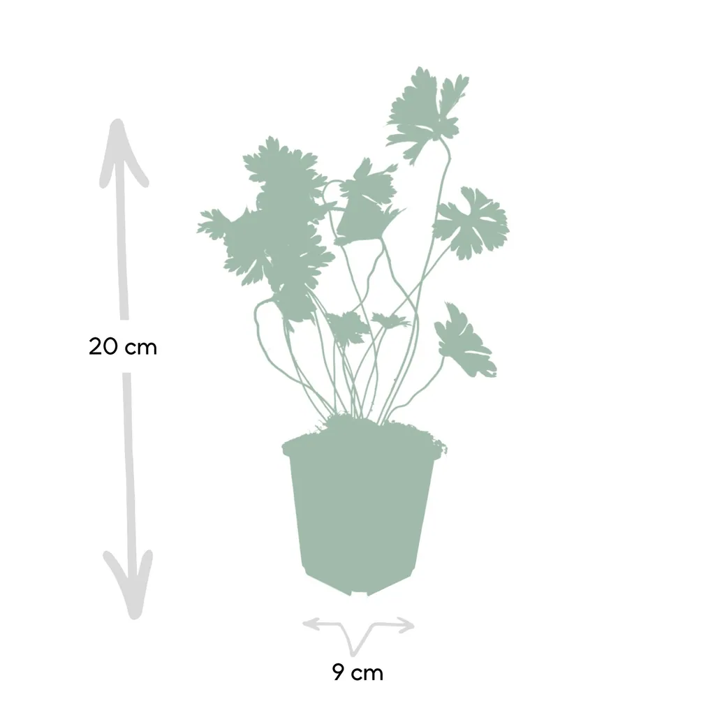 Storchschnabel 'Rozanne' 48er-Set (Geranium) – Staude, Topf-Ø 9 cm, Höhe ca. 10–25 cm