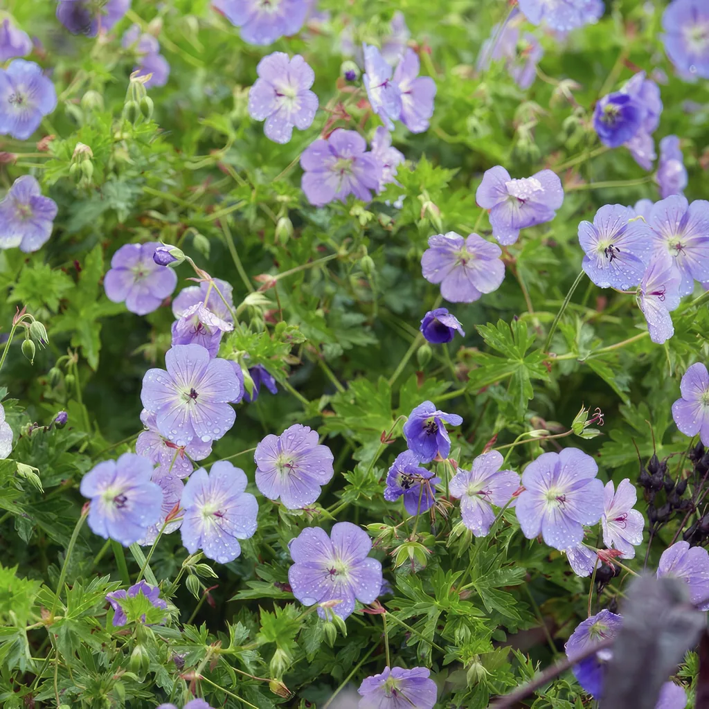 Storchschnabel 'Rozanne' 48er-Set (Geranium) – Staude, Topf-Ø 9 cm, Höhe ca. 10–25 cm