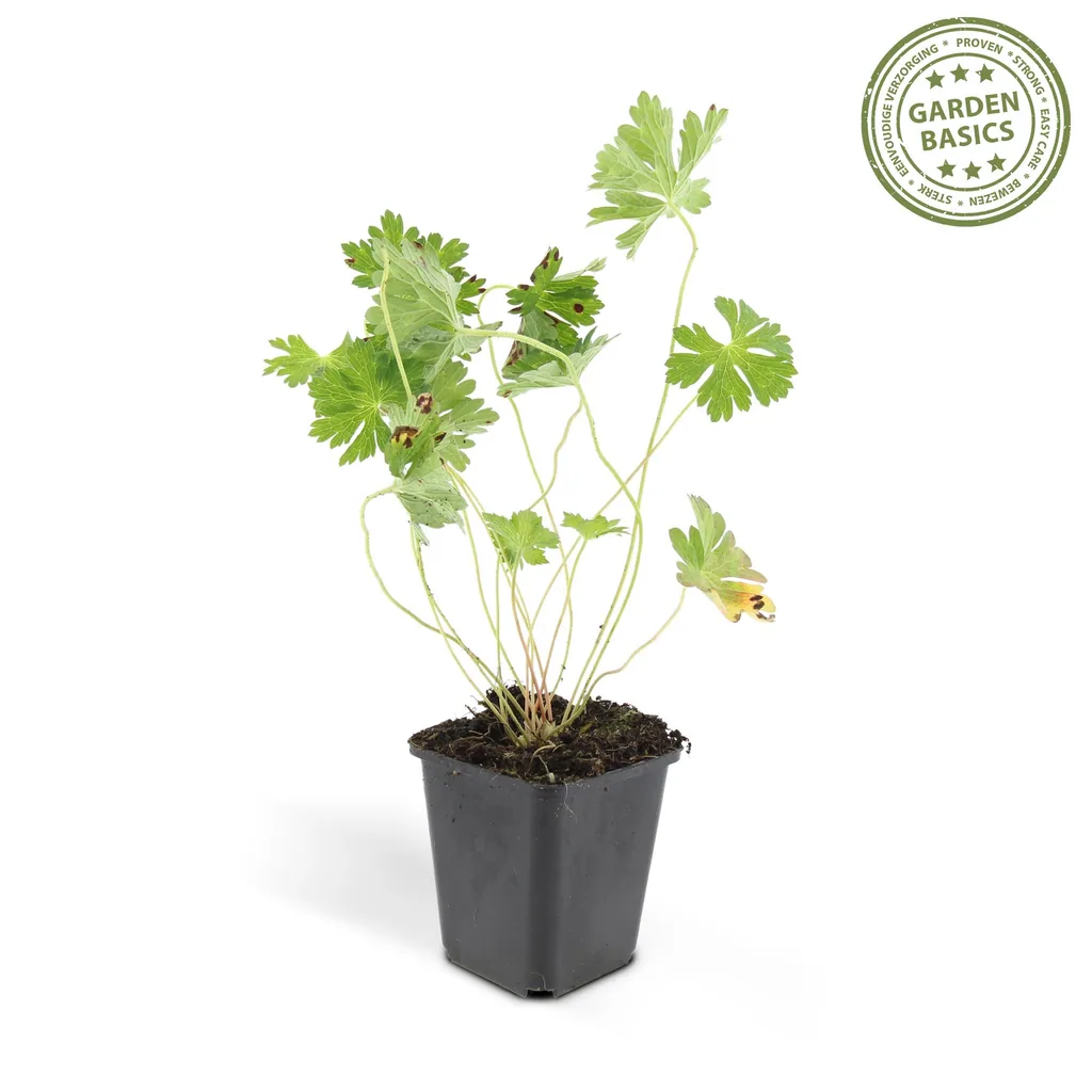 Storchschnabel 'Rozanne' 48er-Set (Geranium) – Staude, Topf-Ø 9 cm, Höhe ca. 10–25 cm