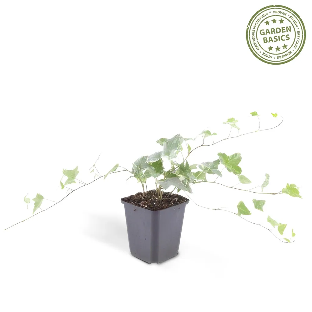 Efeu 'Glacier' 48er-Set (Hedera helix) – winterharte Kletterpflanze, Topf-Ø 9 cm, Höhe ca. 25 cm