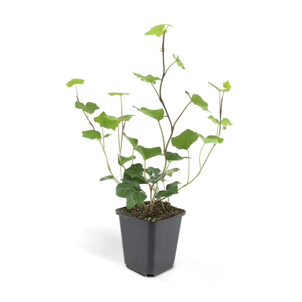 Irischer Efeu 24er-Set (Hedera hibernica) – winterharte Kletterpflanze, Topf-Ø 9 cm, Höhe ca. 25 cm