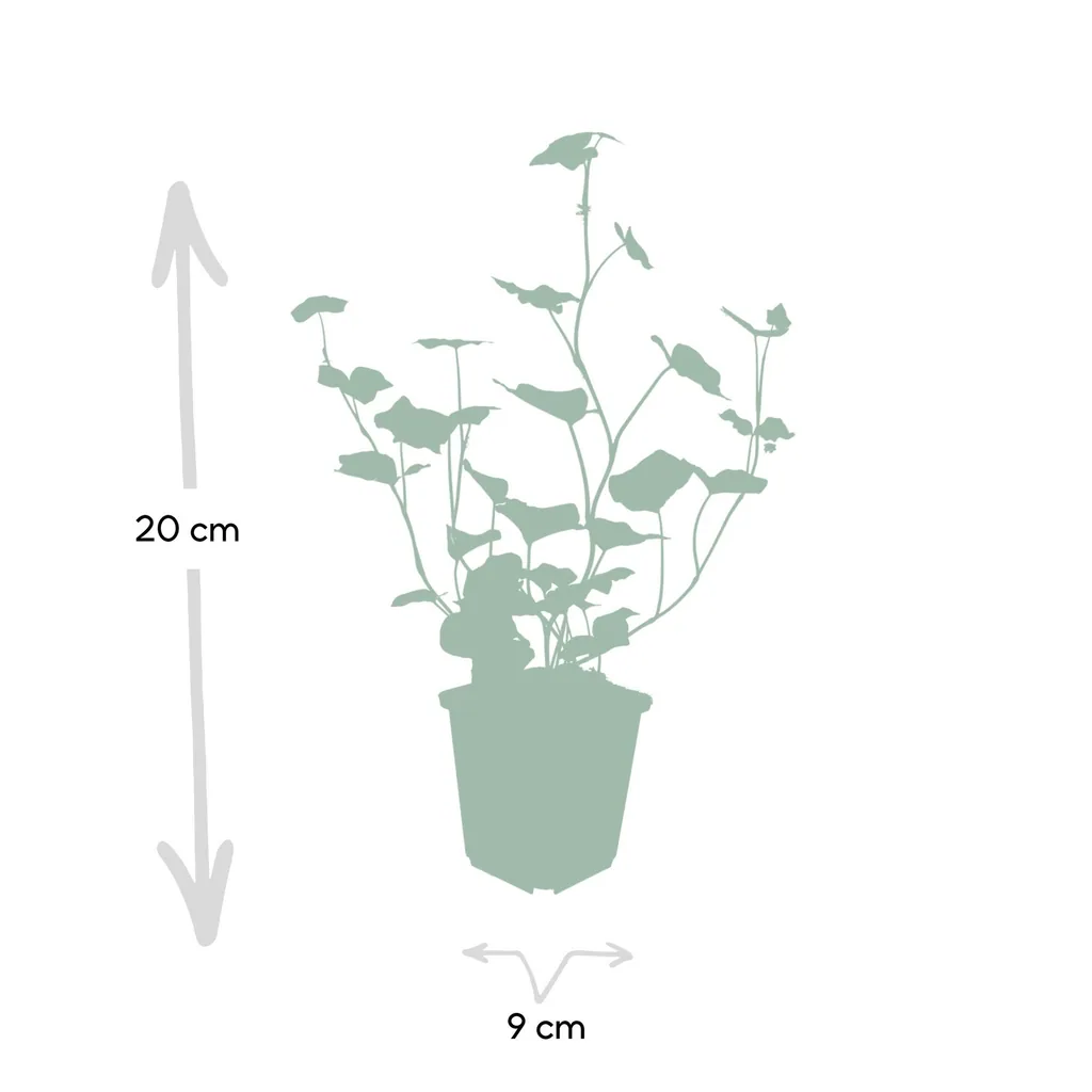 Irischer Efeu 24er-Set (Hedera hibernica) – winterharte Kletterpflanze, Topf-Ø 9 cm, Höhe ca. 25 cm