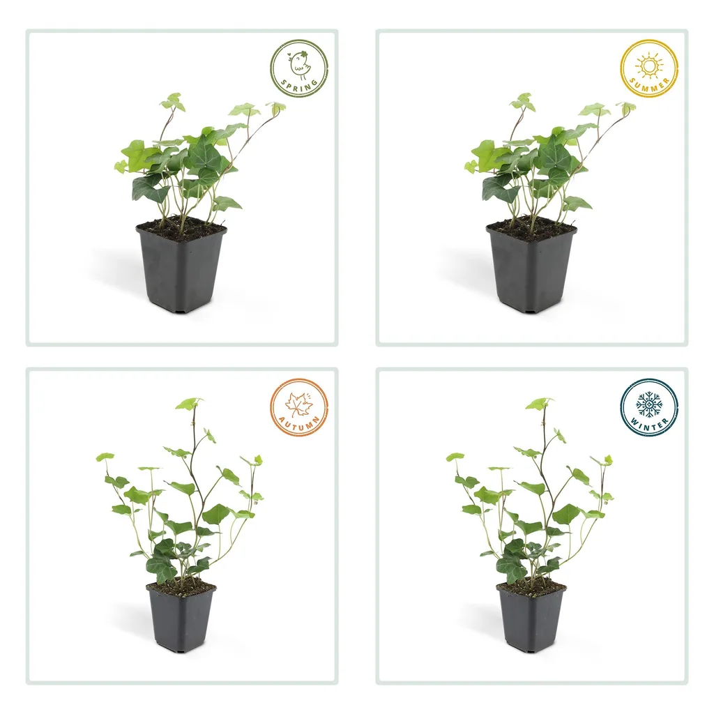 Irischer Efeu 48er-Set (Hedera hibernica) – winterharte Kletterpflanze, Topf-Ø 9 cm, Höhe ca. 25 cm