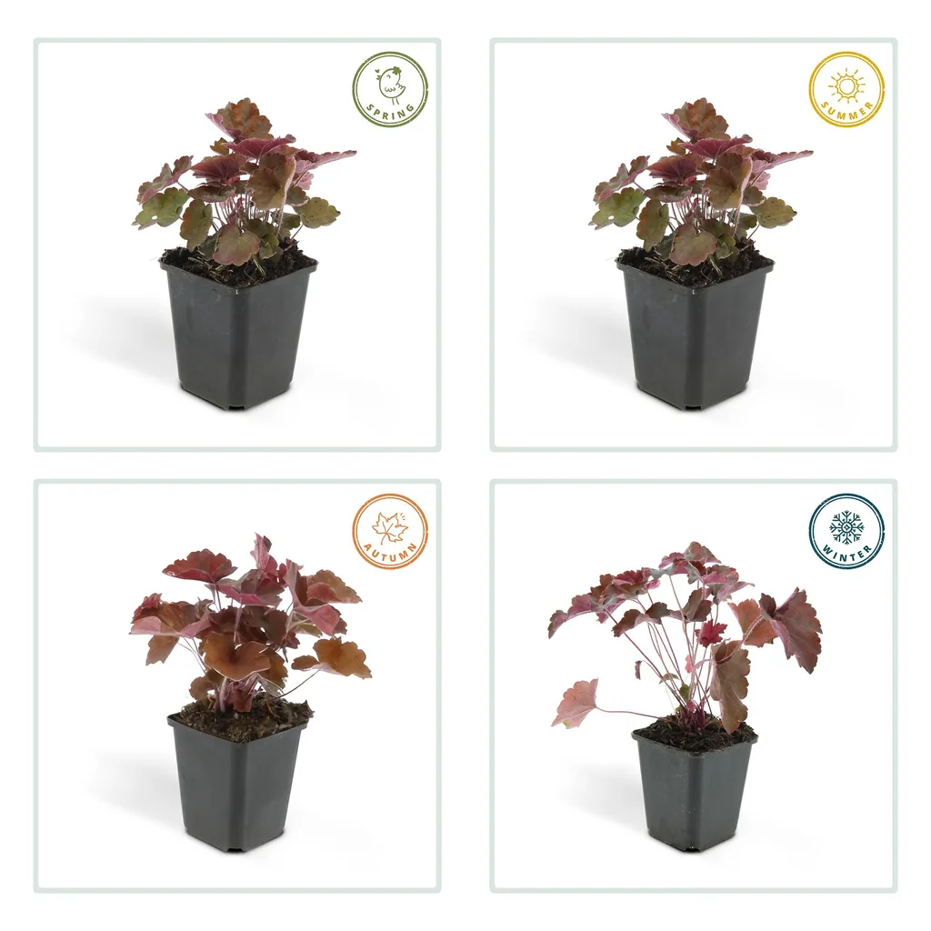 Purpurglöckchen 'Palace Purple' 24er-Set (Heuchera micrantha) – winterharte Blattschmuckstaude, Topf-Ø 9 cm, Höhe ca. 25 cm