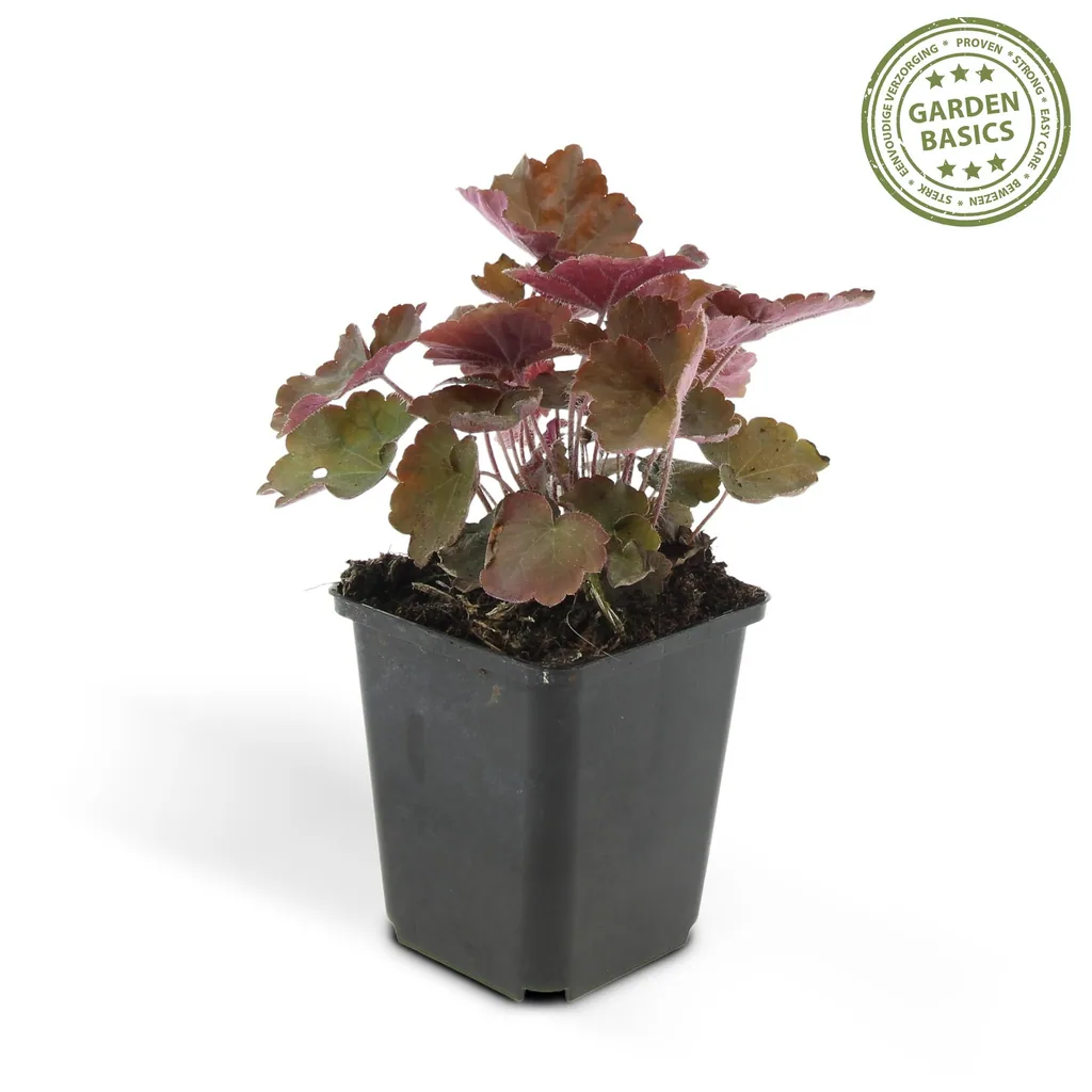 Purpurglöckchen 'Palace Purple' 48er-Set (Heuchera micrantha) – winterharte Blattschmuckstaude, Topf-Ø 9 cm, Höhe ca. 25 cm