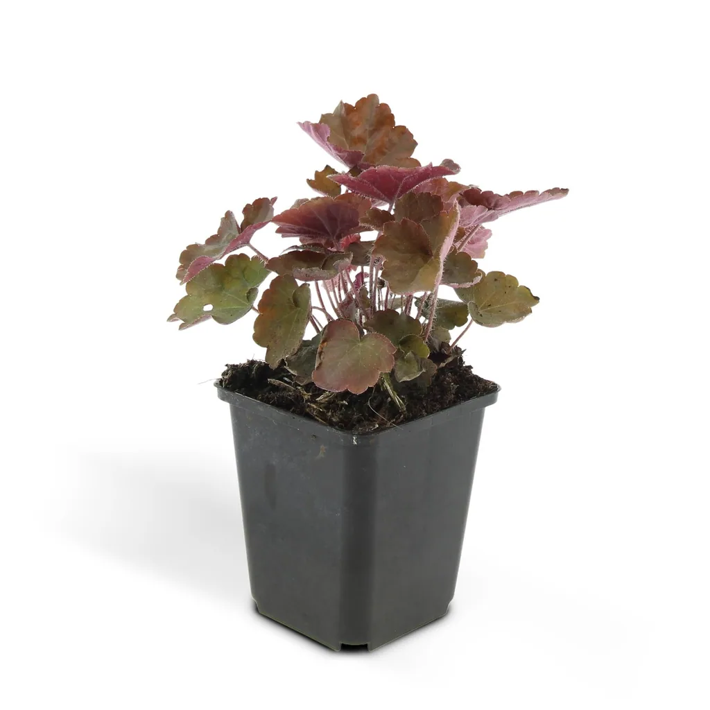 Purpurglöckchen 'Palace Purple' 48er-Set (Heuchera micrantha) – winterharte Blattschmuckstaude, Topf-Ø 9 cm, Höhe ca. 25 cm