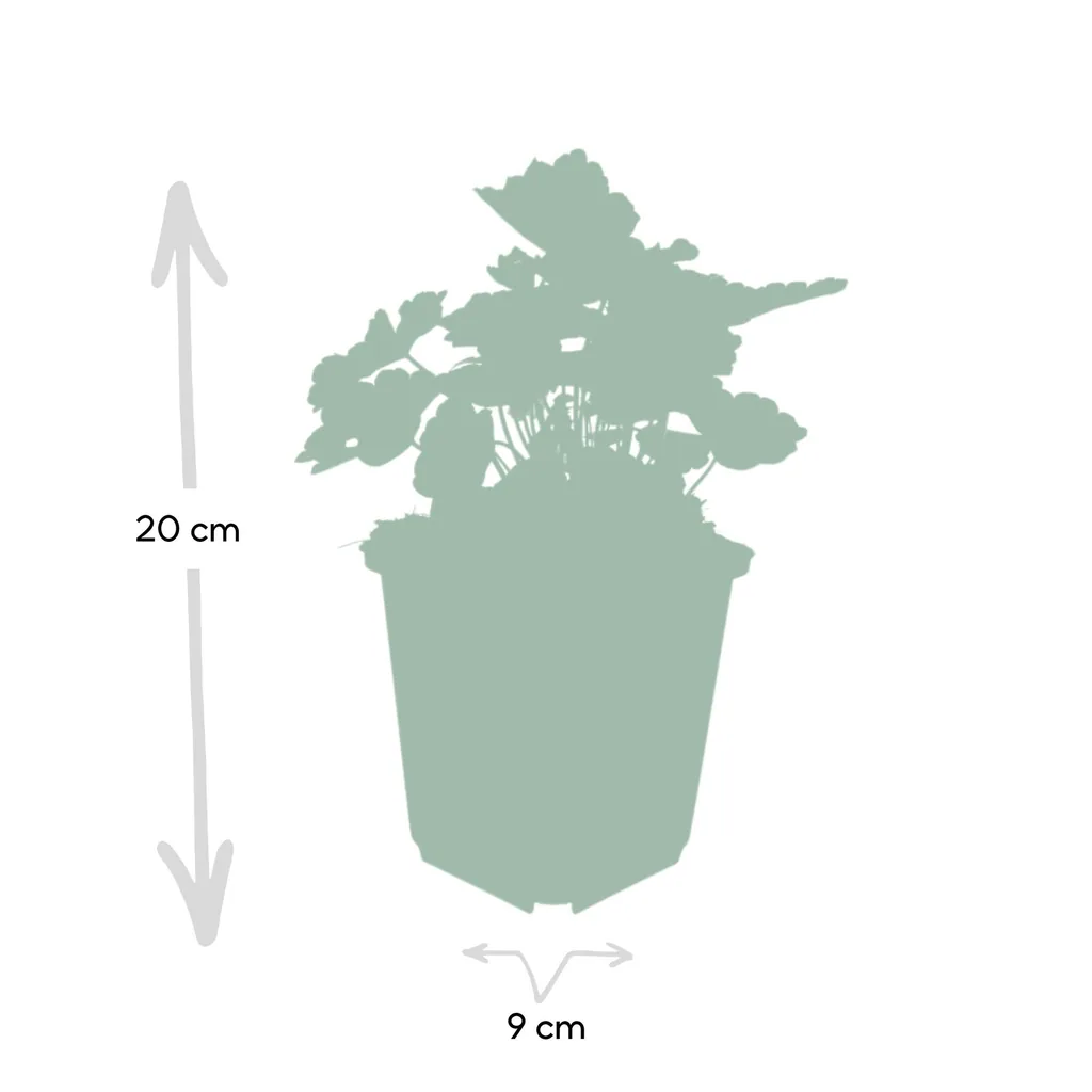 Purpurglöckchen 'Palace Purple' 48er-Set (Heuchera micrantha) – winterharte Blattschmuckstaude, Topf-Ø 9 cm, Höhe ca. 25 cm