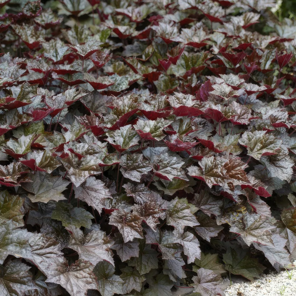 Purpurglöckchen 'Palace Purple' 48er-Set (Heuchera micrantha) – winterharte Blattschmuckstaude, Topf-Ø 9 cm, Höhe ca. 25 cm