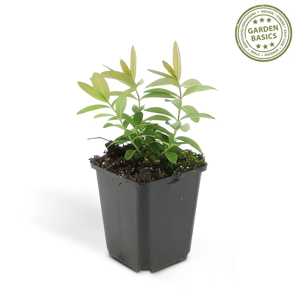 Großblütiges Johanniskraut 24er-Set (Hypericum calycinum) – winterharter Bodendecker, Topf-Ø 9 cm, Höhe ca. 25 cm