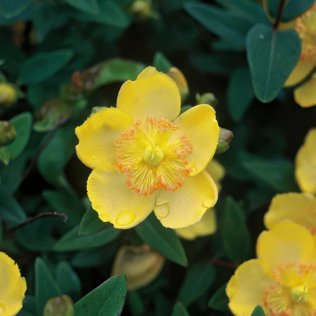 Großblütiges Johanniskraut 48er-Set (Hypericum calycinum) – winterharter Bodendecker, Topf-Ø 9 cm, Höhe ca. 25 cm