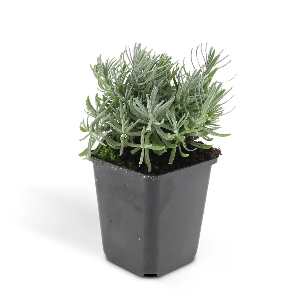 Echter Lavendel 'Hidcote' 48er-Set (Lavandula angustifolia) – winterharte Staude, Topf-Ø 9 cm, Höhe ca. 25 cm