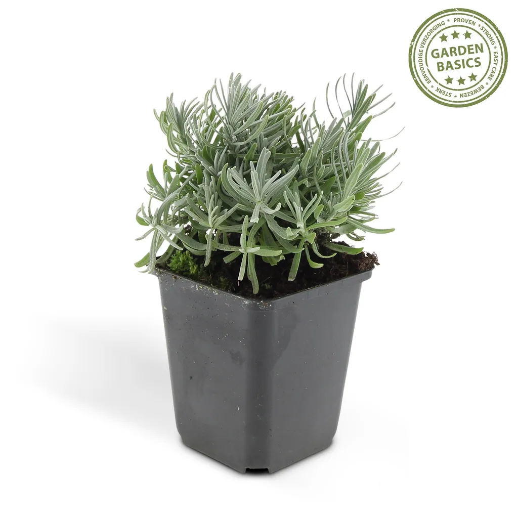 Echter Lavendel 'Hidcote' 48er-Set (Lavandula angustifolia) – winterharte Staude, Topf-Ø 9 cm, Höhe ca. 25 cm