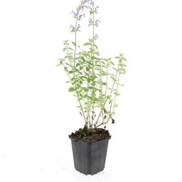 Katzenminze 'Walker' 48er-Set (Nepeta s) – winterharte Staude, Topf-Ø 9 cm, Höhe ca. 25 cm