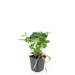 Dickmännchen 48er-Set (Pachysandra terminalis) – winterharter Bodendecker, Topf-Ø 9 cm, Höhe ca. 25 cm