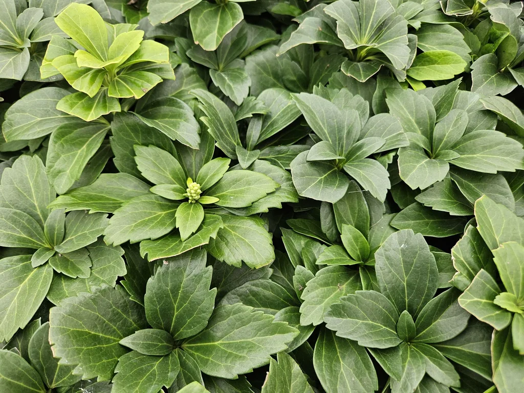 Dickmännchen 48er-Set (Pachysandra terminalis) – winterharter Bodendecker, Topf-Ø 9 cm, Höhe ca. 25 cm