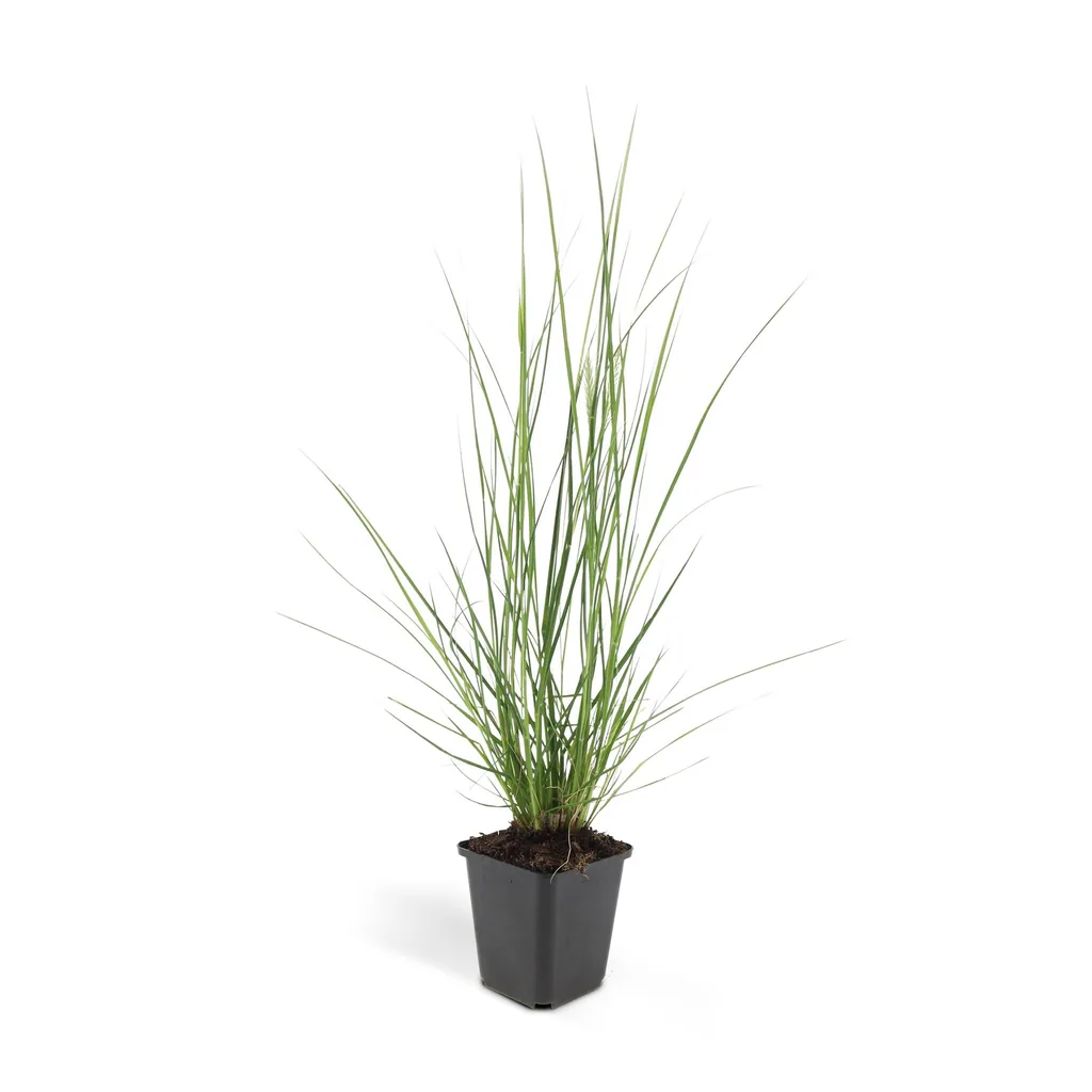 Lampenputzergras 'Hameln' 48er-Set (Cenchrus) – winterhartes Ziergras, Topf-Ø 9 cm, Höhe ca. 25 cm