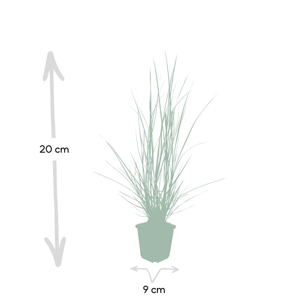 Lampenputzergras 'Hameln' 48er-Set (Cenchrus) – winterhartes Ziergras, Topf-Ø 9 cm, Höhe ca. 25 cm