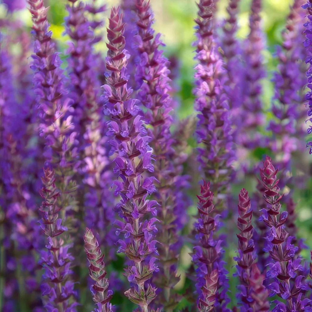 Steppen-Salbei 'Ostfriesland' 48er-Set (Salvia nemorosa) – winterharte Staude, Topf-Ø 9 cm, Höhe ca. 25 cm